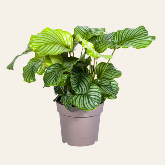 Calathea Orbifolia Ø27cm - ↕70 - 90cm