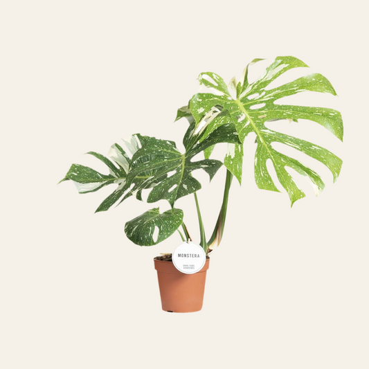 Monstera Thai Constellation - Ø15cm - ↕40-50cm