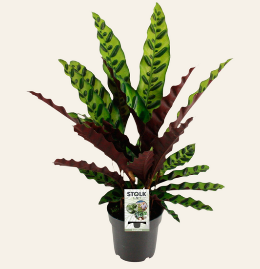 Calathea Lancifolia Insignis - Ø14cm - ↕45cm