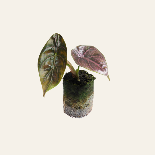 Alocasia Azlanii