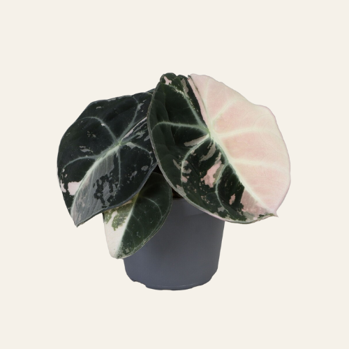 Alocasia Black Velvet Pink Albo Variegated