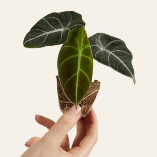 Alocasia Black Velvet