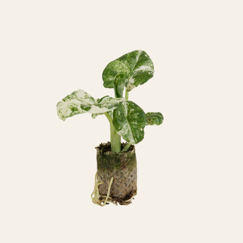 Alocasia Macrorrhiza Splash