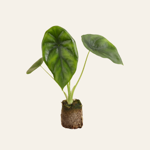 Alocasia Clypeolata Green Shield