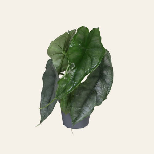Alocasia Dragon Breath