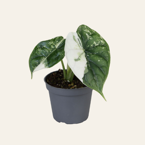 Alocasia Dragon Scale Albo Variegata