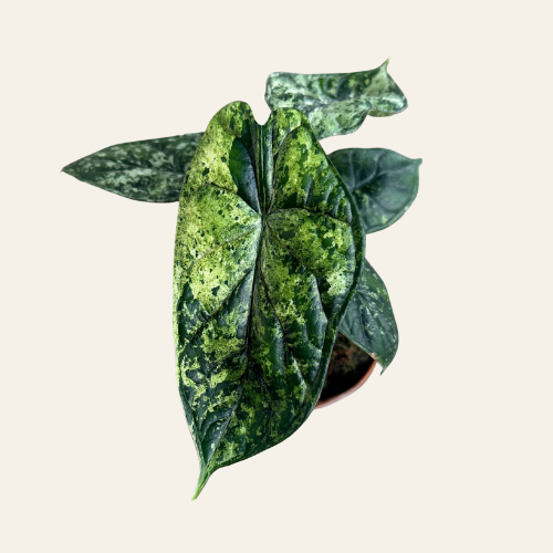 Alocasia Dragon Scale Mint Variegata