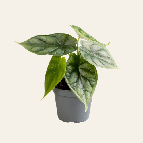 Alocasia Dragon Scale