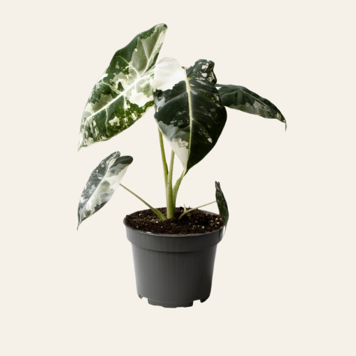 Alocasia Frydek Variegata