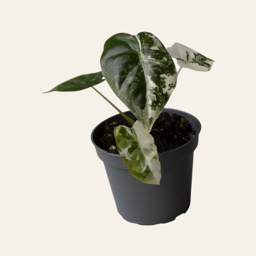 Alocasia Frydek Variegata