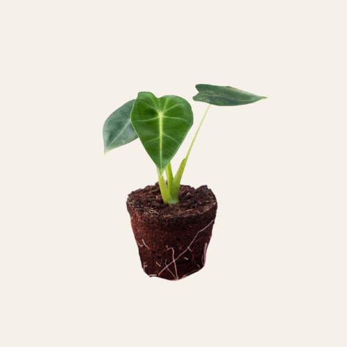 Alocasia Frydek