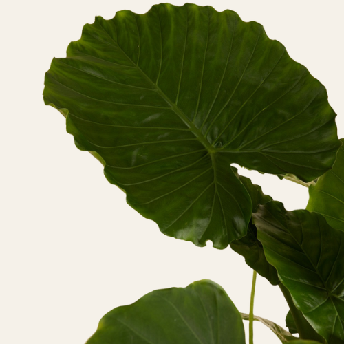 Alocasia Gageana California