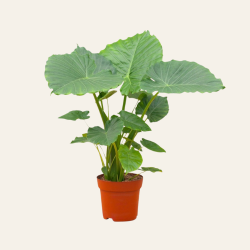 Alocasia Gageana California