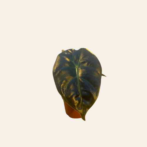 Alocasia Golden Bone