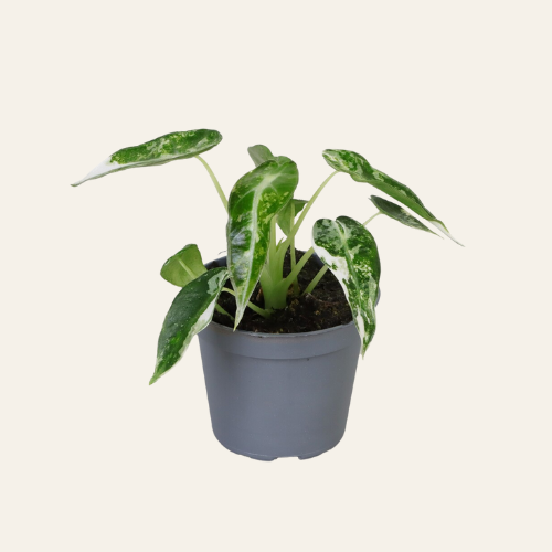 Alocasia Green Bambino Variegata