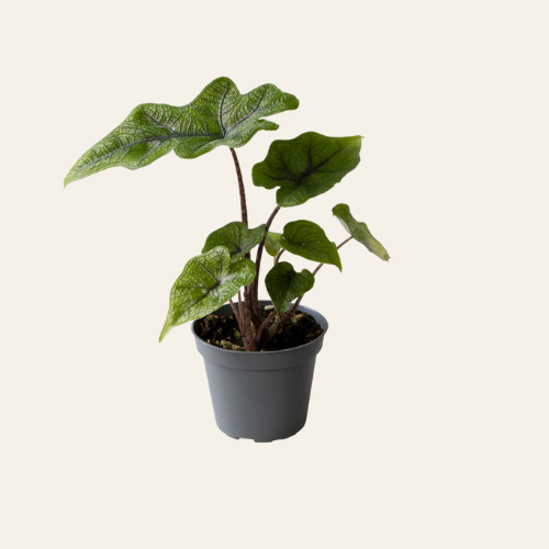 Alocasia Jacklyn