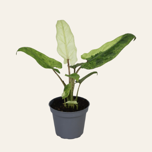 Alocasia Lauterbachiana Variegata