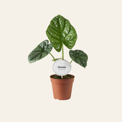 Alocasia Lukiwan