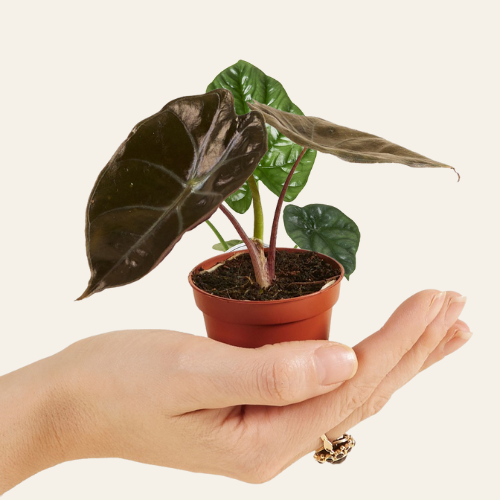 Alocasia Suhirmaniana Red Petiole