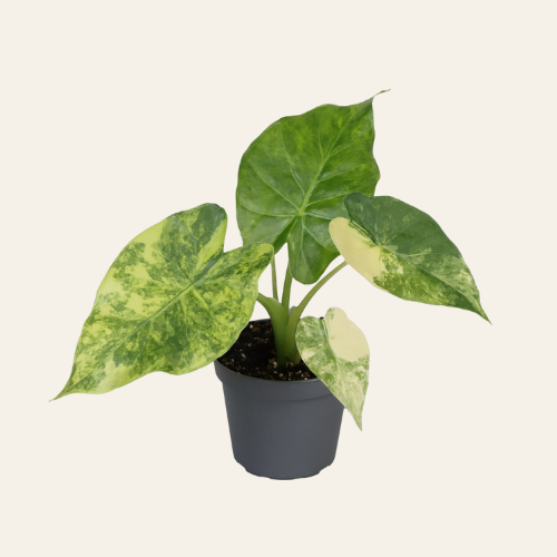 Alocasia Macrorrhiza Aurea Variegata P6 H15