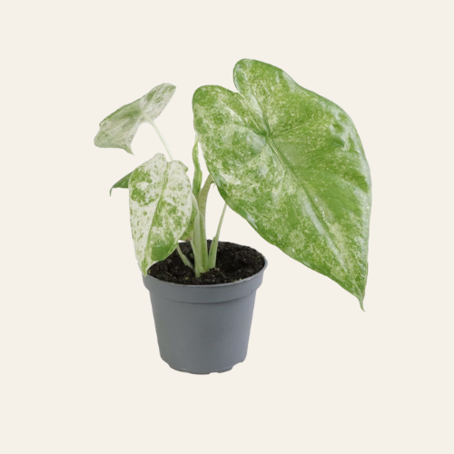 Alocasia Macrorrhizos Camouflage