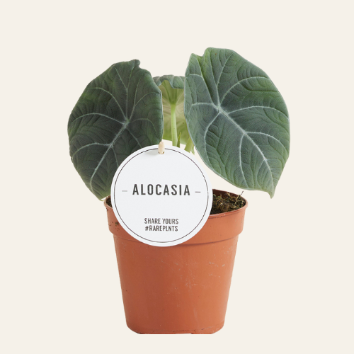 Alocasia Maharani