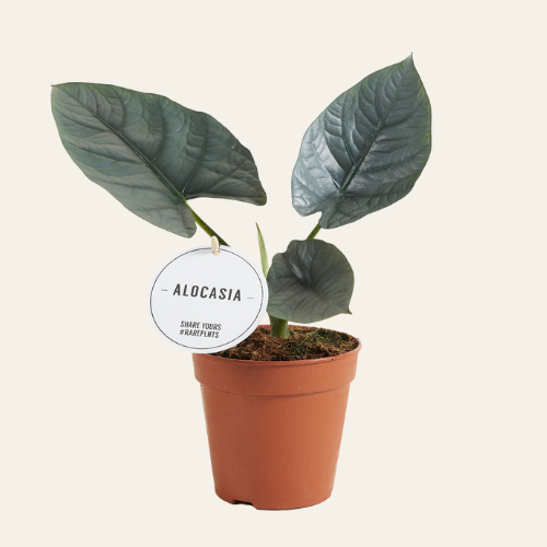 Alocasia Nebula