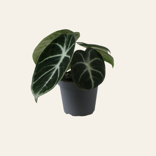 Alocasia Ninja