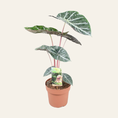 Alocasia Pink Dragon