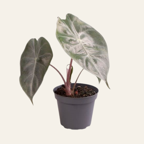 Alocasia Pink Dragon