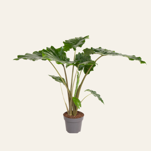 Alocasia Portodora