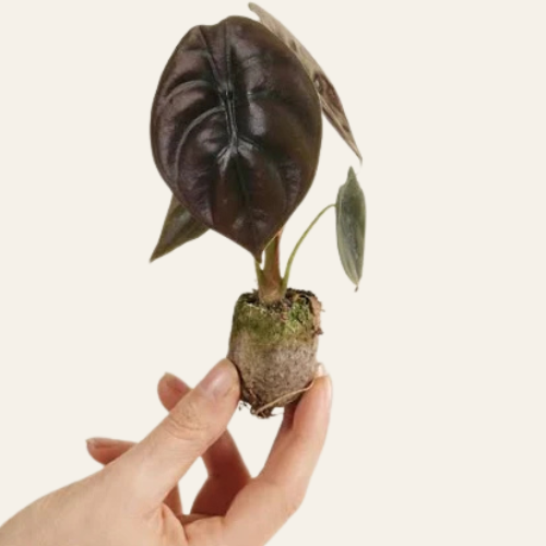 Alocasia Red Secret