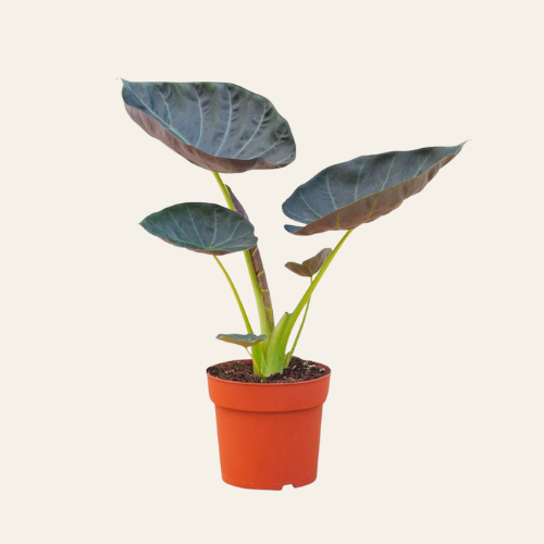 Alocasia Regal Shield