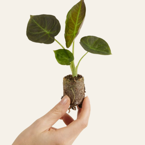 Alocasia Regal Shield