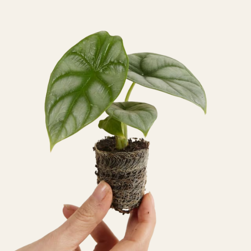 Alocasia Silver Dragon