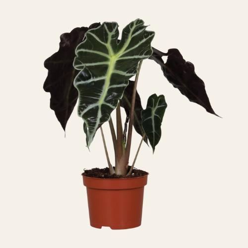 Alocasia Polly