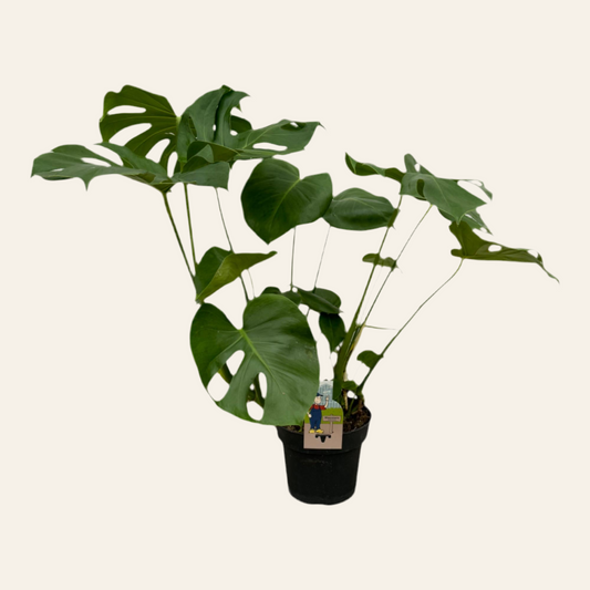 Monstera Deliciosa - 70 cm - 17cm