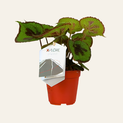 Begonia Masoniana Rock