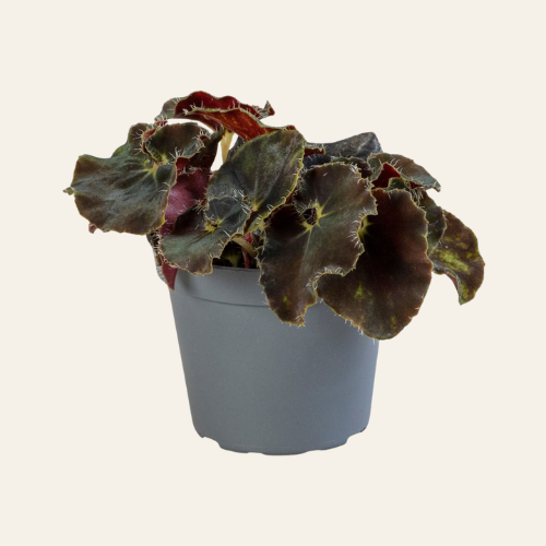 Begonia Rex Dark Mambo