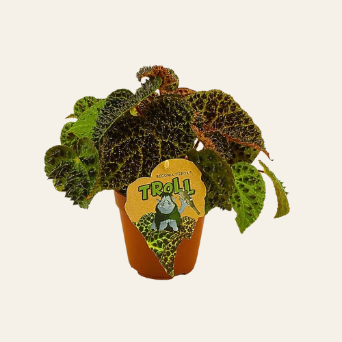 Begonia rex Ferox