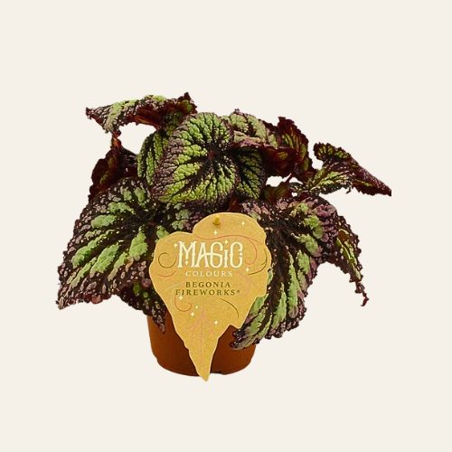 Begonia rex Fireworks