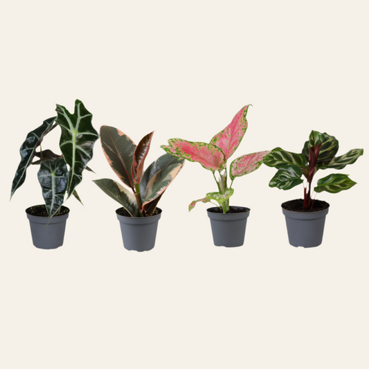 Box sorpresa di mini piantine - Ø6 cm - altezza 12 cm - x4