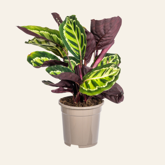 Calathea Roseopicta Ø17cm - ↕40 - 50cm