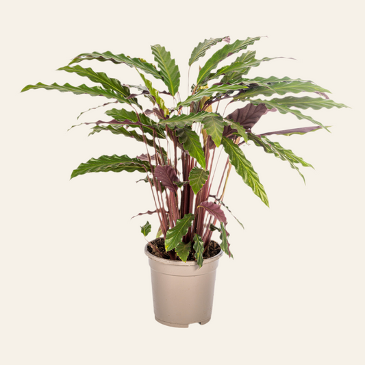 Calathea Rufibarba Ø17cm - ↕40 - 50cm