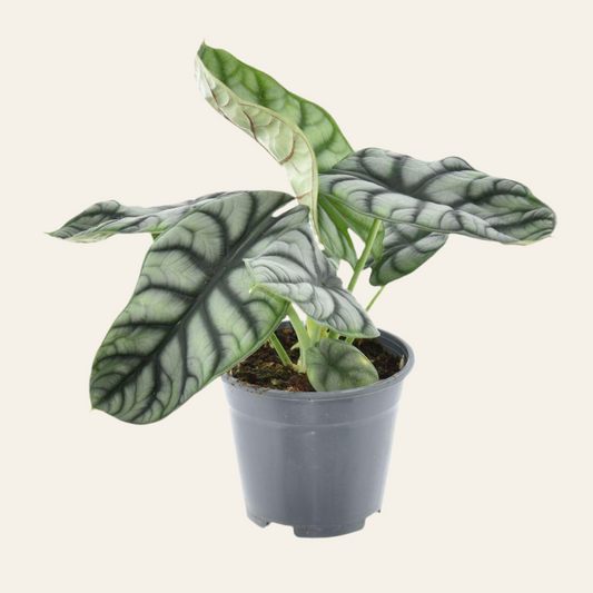 Alocasia Nebula Silver Compacta - Ø14cm - ↕30cm