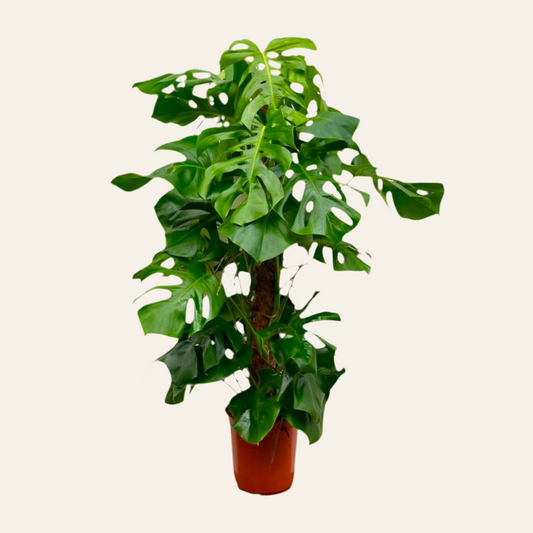 Monstera Deliciosa XXL - 150cm - ⌀27