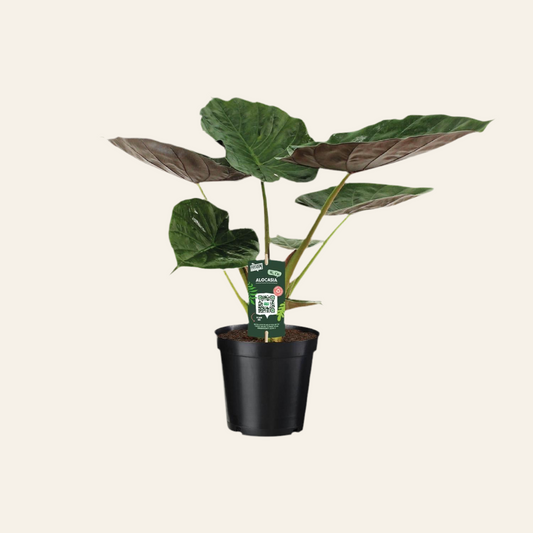 Alocasia Wentii - 120 cm - ø32
