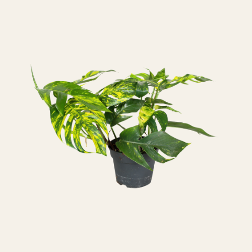 Epipremnum Pinnatum 'Cintho Goldfinger'