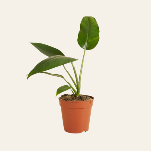 Epipremnum Giganteum