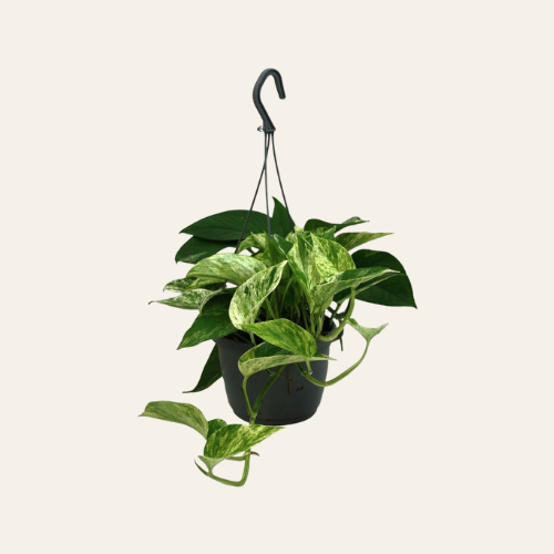 Epipremnum 'Marble Queen'